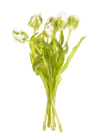 Beautiful bouquet of fresh delicate white-green flowers of a parrot variety tulips with stems and green leaves on an isolated white backgroundの写真素材