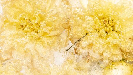 beautiful abstraction with frozen flowers of bright yellow delicate fragile chrysanthemums and air bubbles in iceの写真素材