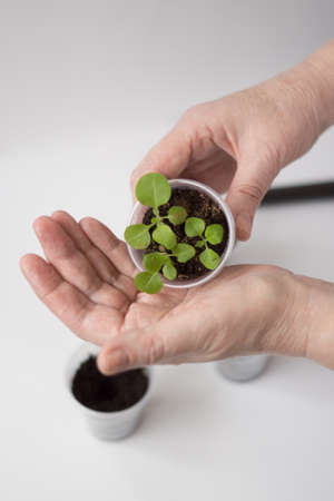 Hands of an elderly woman dive seedlings of petunia flowers into a plastic cup on a white backgroundの写真素材