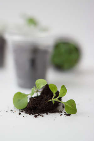 Planting seedlings on a white background. Seedlings in soil.の写真素材