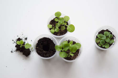 picking seedlings of petunia flowers in plastic cupsの写真素材