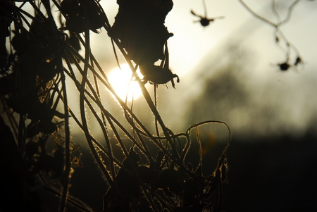 Very beautiful and different plants in Ukraine.の写真素材