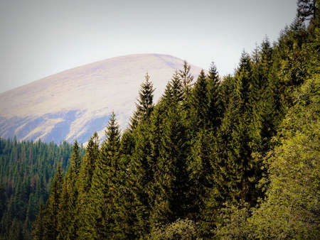 beautiful mountains in the country Carpathian Ukraineの写真素材