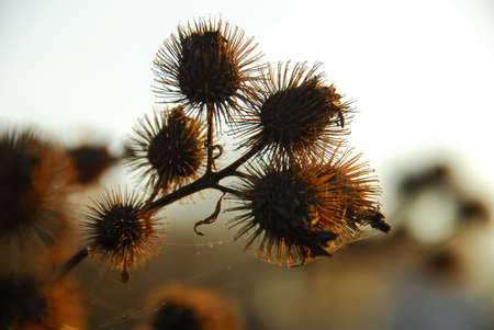 Very beautiful and different plants in Ukraine.の写真素材