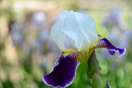 Very beautiful and different flowers in Ukraine.