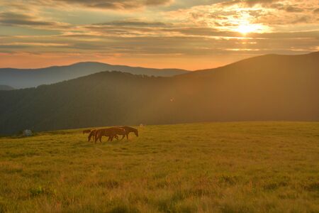 beautiful sunset in the mountains of the Carpathiansの写真素材