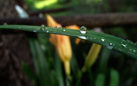 Diamonds and Pearlsの写真素材