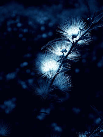 Starburst - blueの写真素材