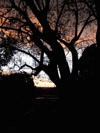 African Silhouetteの写真素材