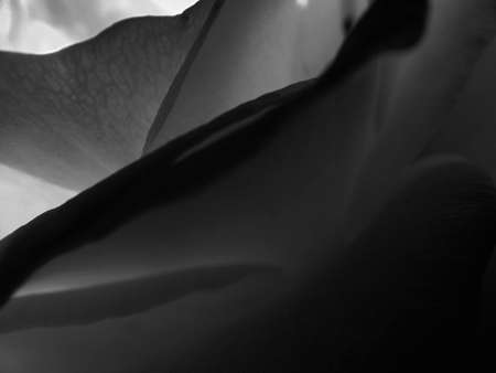 Rose Macroの写真素材