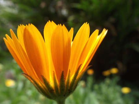 Calendula - solar panelsの写真素材