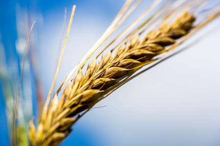 Ears of wheat rising against the sky