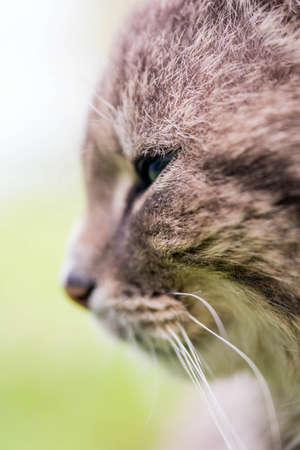 Profile portrait of a cats headの写真素材
