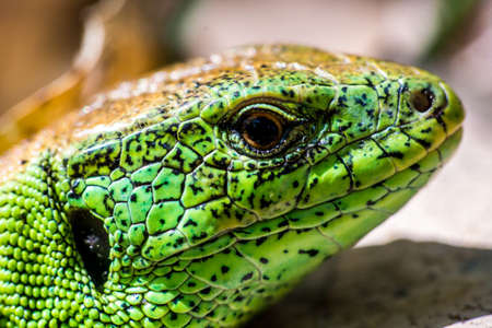 The head of a lizard close-upの写真素材