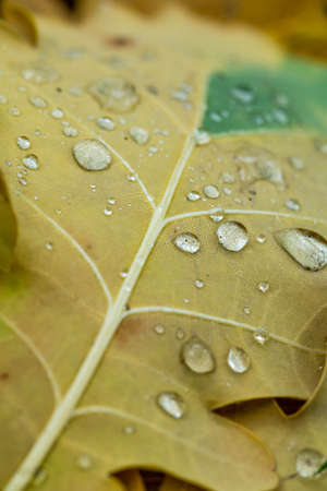 Drops on opavshem oak leaves after rain