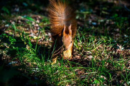 Squirrel gnaws nut on the lawnの写真素材