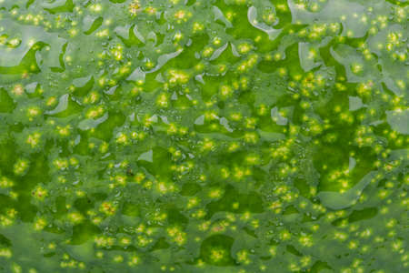 Background of green avocado with water dropsの写真素材