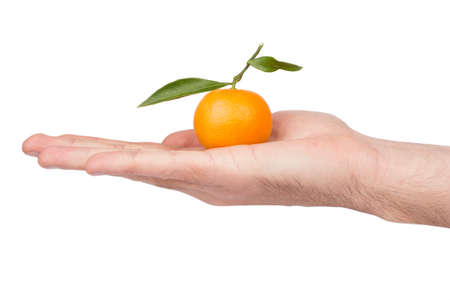 Mandarin fruit with leaves lying on the palm of the manの写真素材