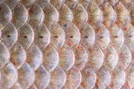 Fish scales crucian carp closeupの写真素材