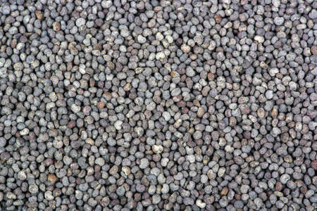 Background of scattered grains of dry poppyの写真素材