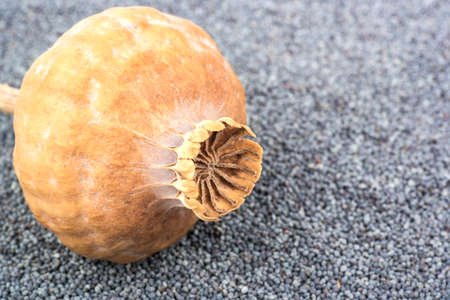 Dry poppy head on top of the heap grainの写真素材