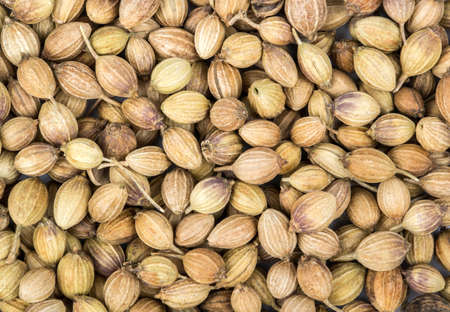 Background of scattered dry coriander seeds