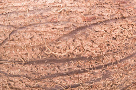 The shell of the coconut fruit with fibers and furrows shot close-upの写真素材