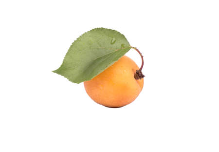 Ripe fresh fruit apricot with leaf isolated on white backgroundの写真素材