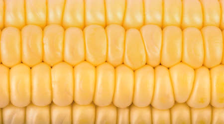 Background from fresh grains of corn cob closeupの写真素材