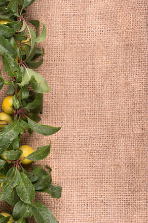 Fresh cherry plum twig with leaves on sacking for textの写真素材