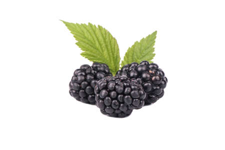 Three fresh blackberries with leaves isolated on white background