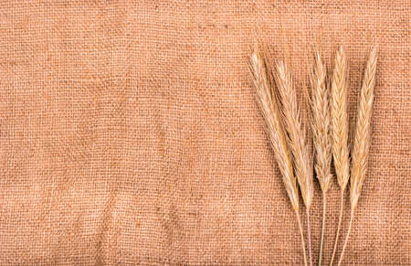 Several freshly spikelets of wheat on sackingの写真素材