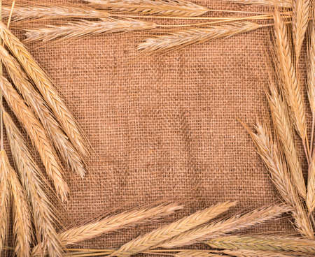 Several wheat spikelets freshly laid out in the frame on the sackclothの写真素材