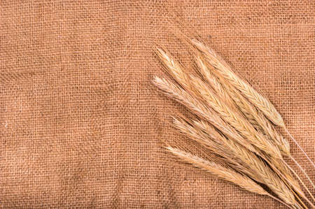 Several freshly spikelets of wheat on sackingの写真素材