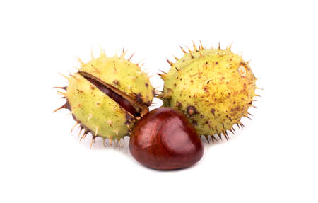 Chestnuts in the shell isolated on white backgroundの写真素材