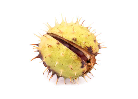 Autumn chestnut in prickly shell isolated on a white backgroundの写真素材
