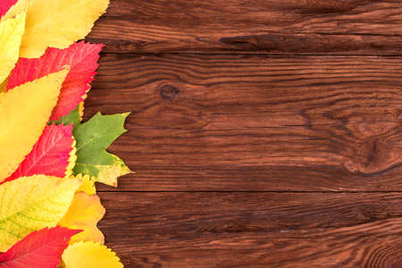 Various colorful autumn leaves laid out on a wooden boardの写真素材