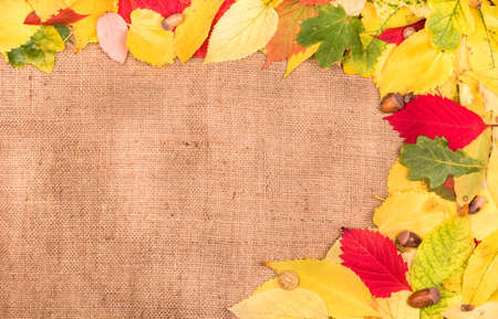 Various colorful leaves spread out on a blank sackingの写真素材