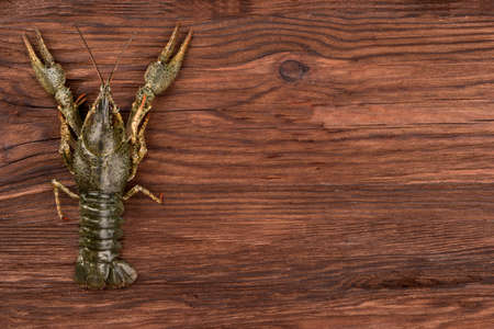 Live crayfish on an empty wooden background