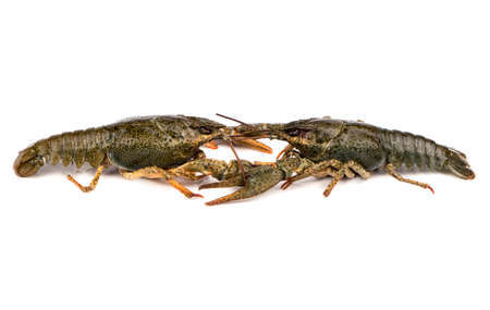 Two living green crayfishes are fighting each other on a white backgroundの写真素材