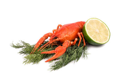 Fresh boiled red crayfish with fennel and a slice of lime on a white backgroundの写真素材