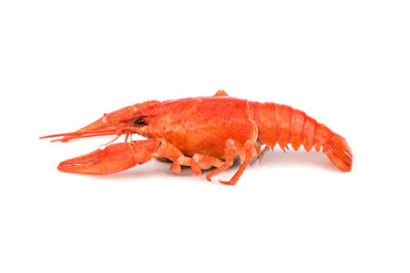 Fresh boiled red crayfish on a white backgroundの写真素材