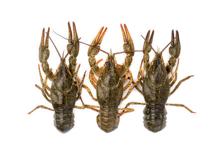 Three live crayfish laid out in a row on a white background top viewの写真素材