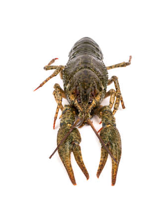Living green crayfish isolated on white backgroundの写真素材