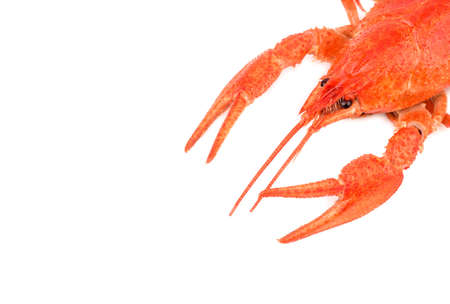 Fresh boiled red river crayfish located in the corner of the frame on a white backgroundの写真素材
