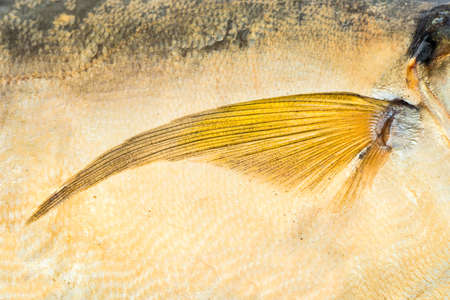 Big beautiful fin closeup of smoked fishの写真素材