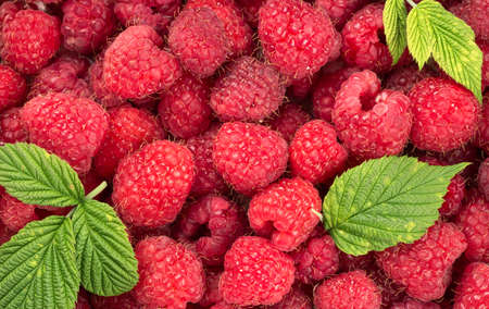 Background of fresh raspberries with leaves close-up