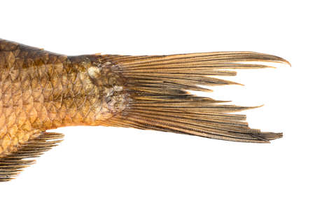 Tail of smoked fish bream closeup on a white background