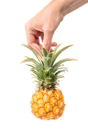 Man's hand holding mini pineapple for the leaves on a white backgroundの写真素材