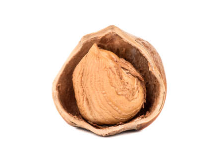 Hazelnut with a half-shell isolated on white backgroundの写真素材